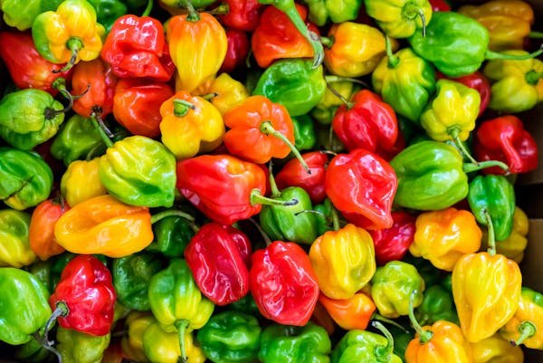 Plantez des Carolina Reaper : le piment le plus fort du monde !